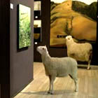 TVC: RBS Sheep